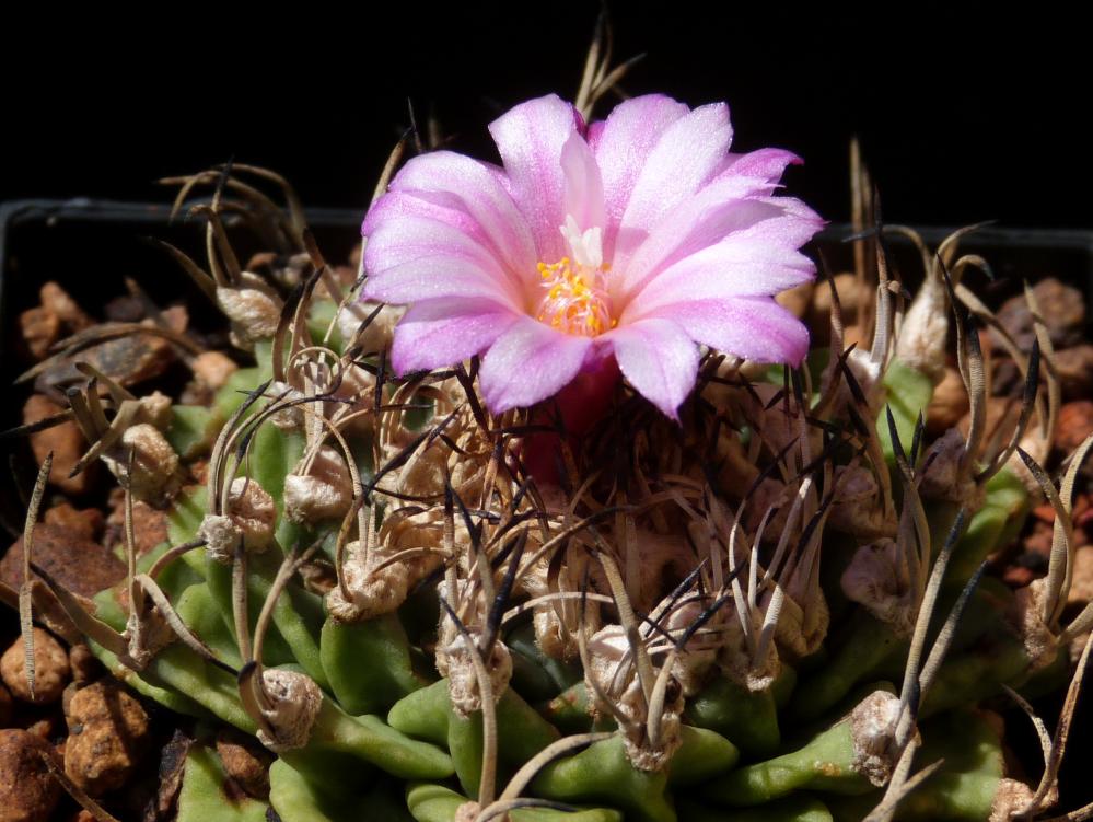 Turbinicarpus